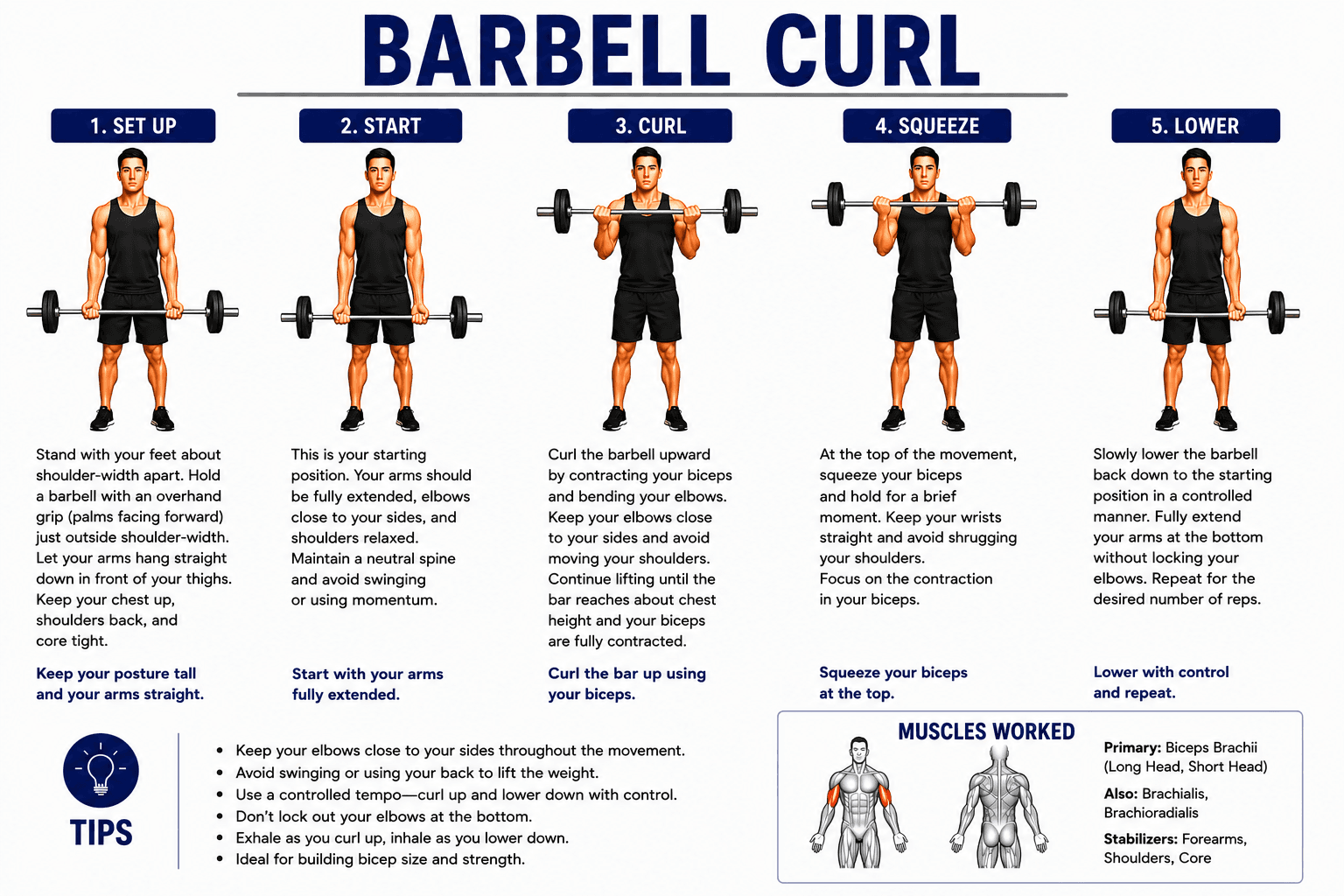 Barbell Curl