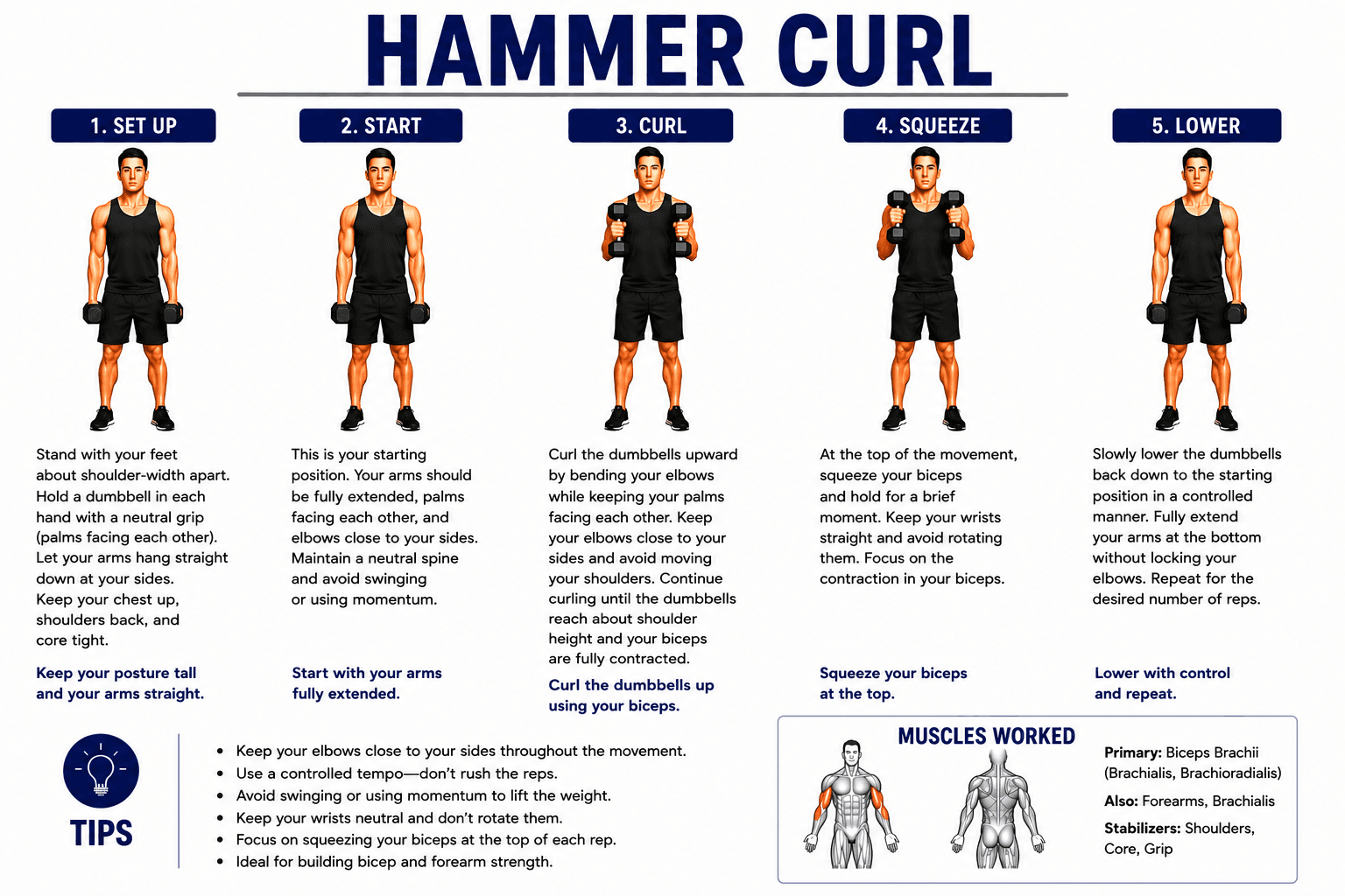 Hammer Curl