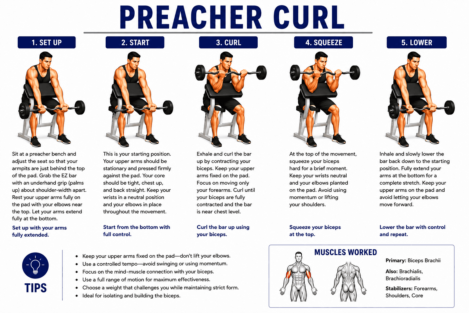 Preacher Curl
