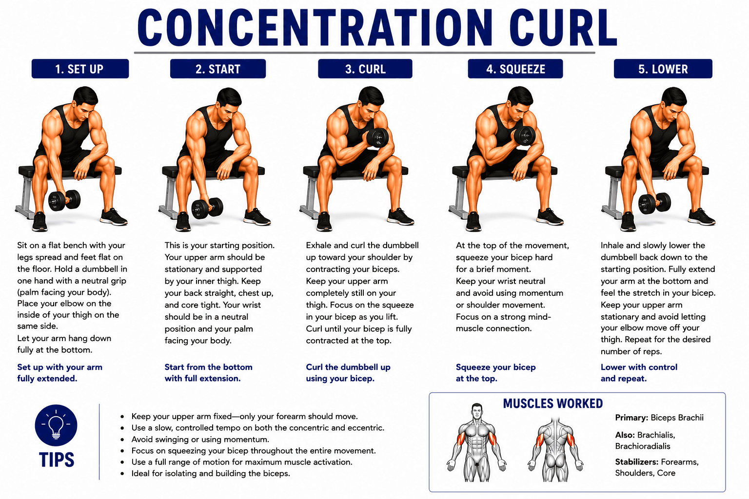 Concentration Curl