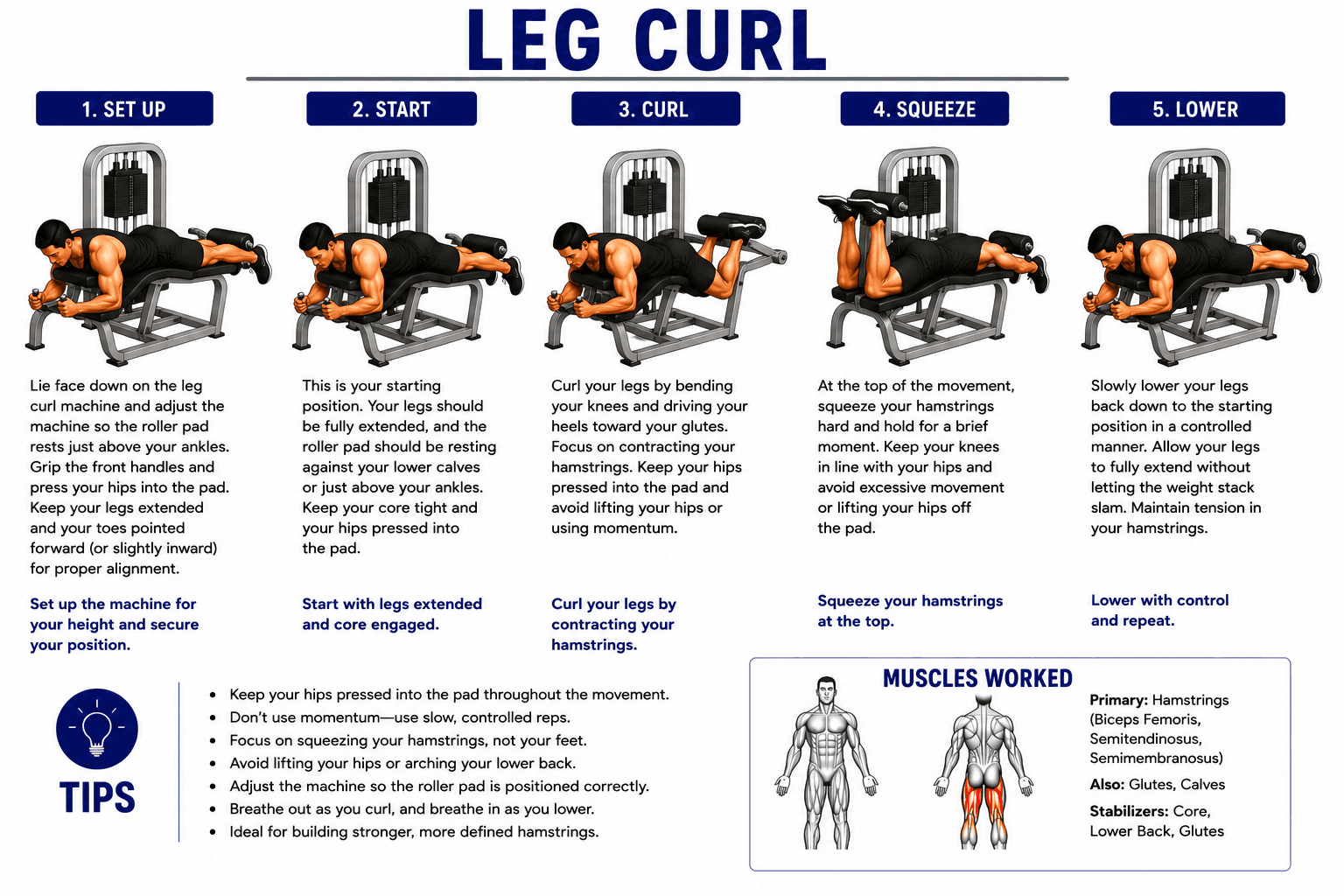 Leg Curl
