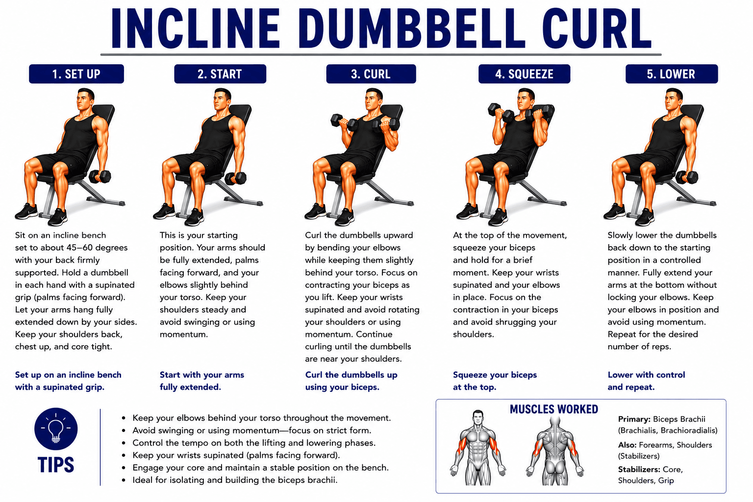 Incline Dumbbell Curl