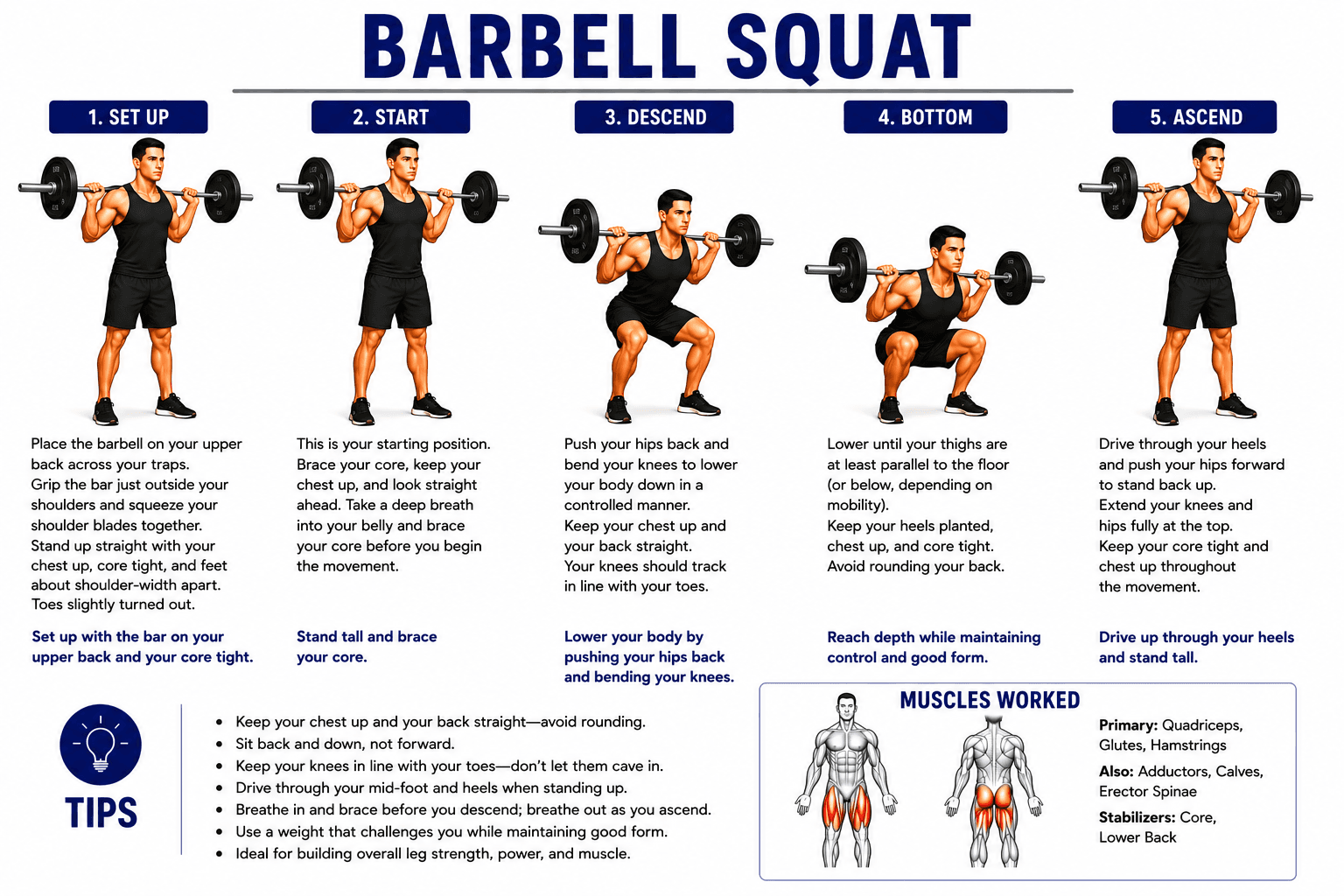Barbell Squat